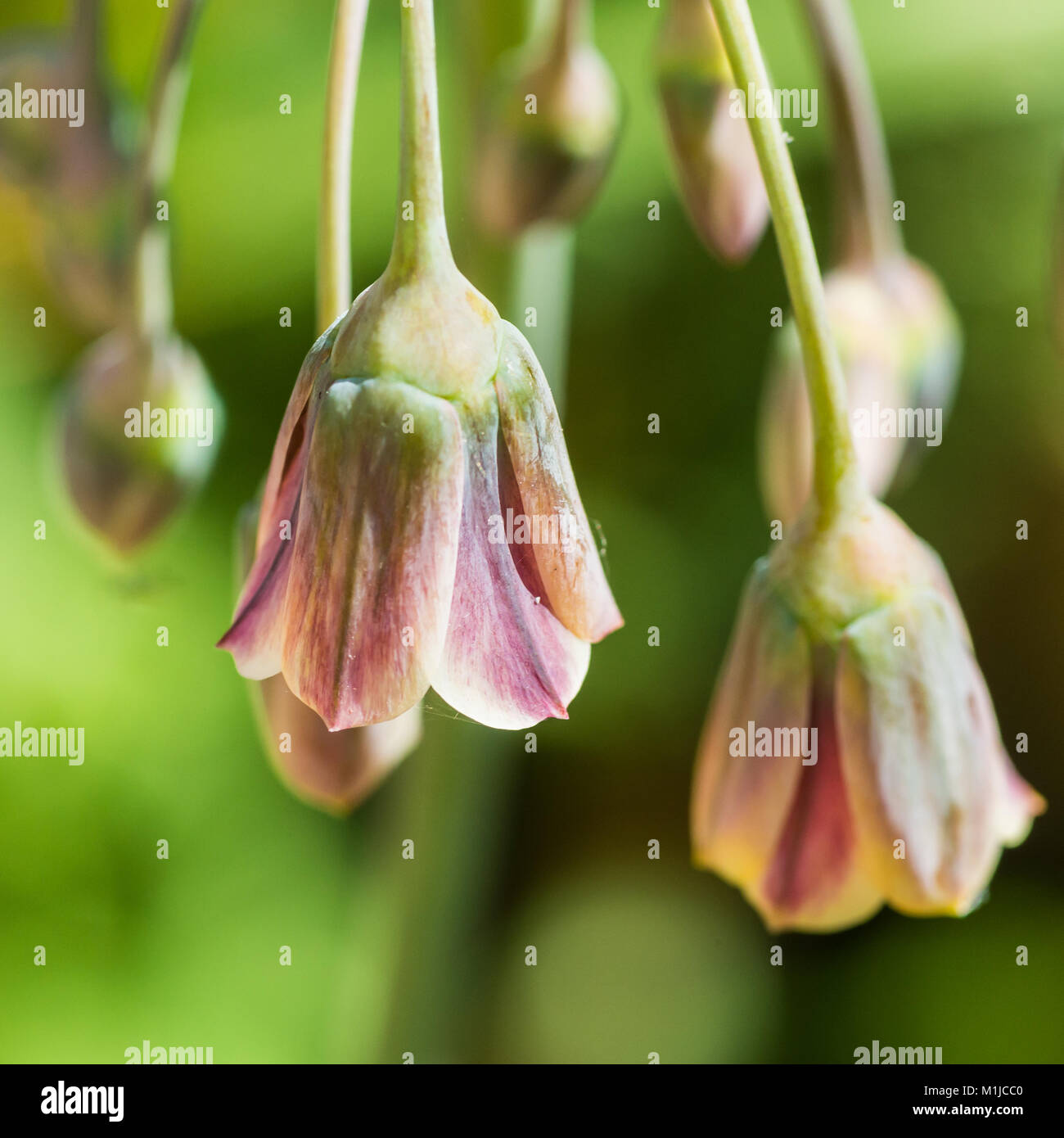 A macro shot of the bell like flowers of an allium siculum plant. Stock Photo