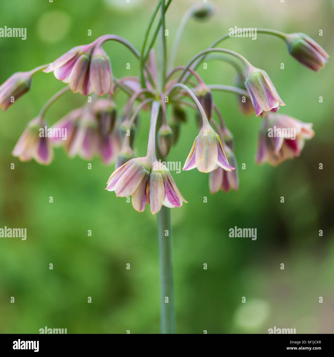 A macro shot of the flower bells of a sicilian honey garlic plant. Stock Photo