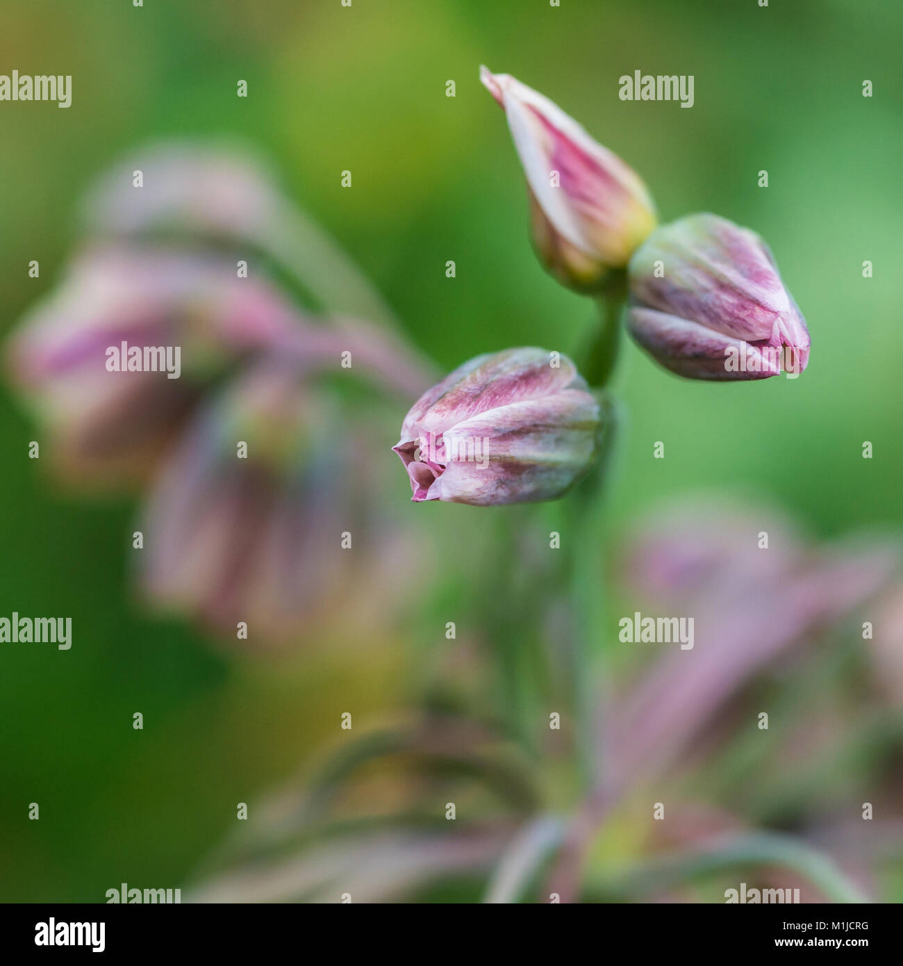 A macro shot of the flower buds of a sicilian honey garlic plant. Stock Photo