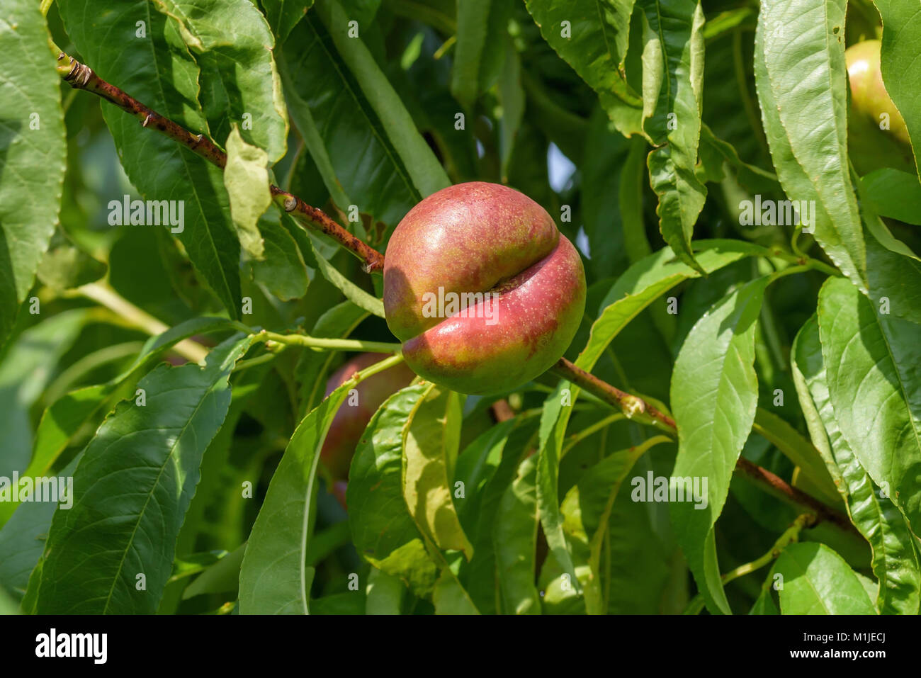Belleville nectarine (PRUNUS PERSICA) Early platy carpa, Teller-Nektarine (Prunus persica Early Platycarpa) Stock Photo