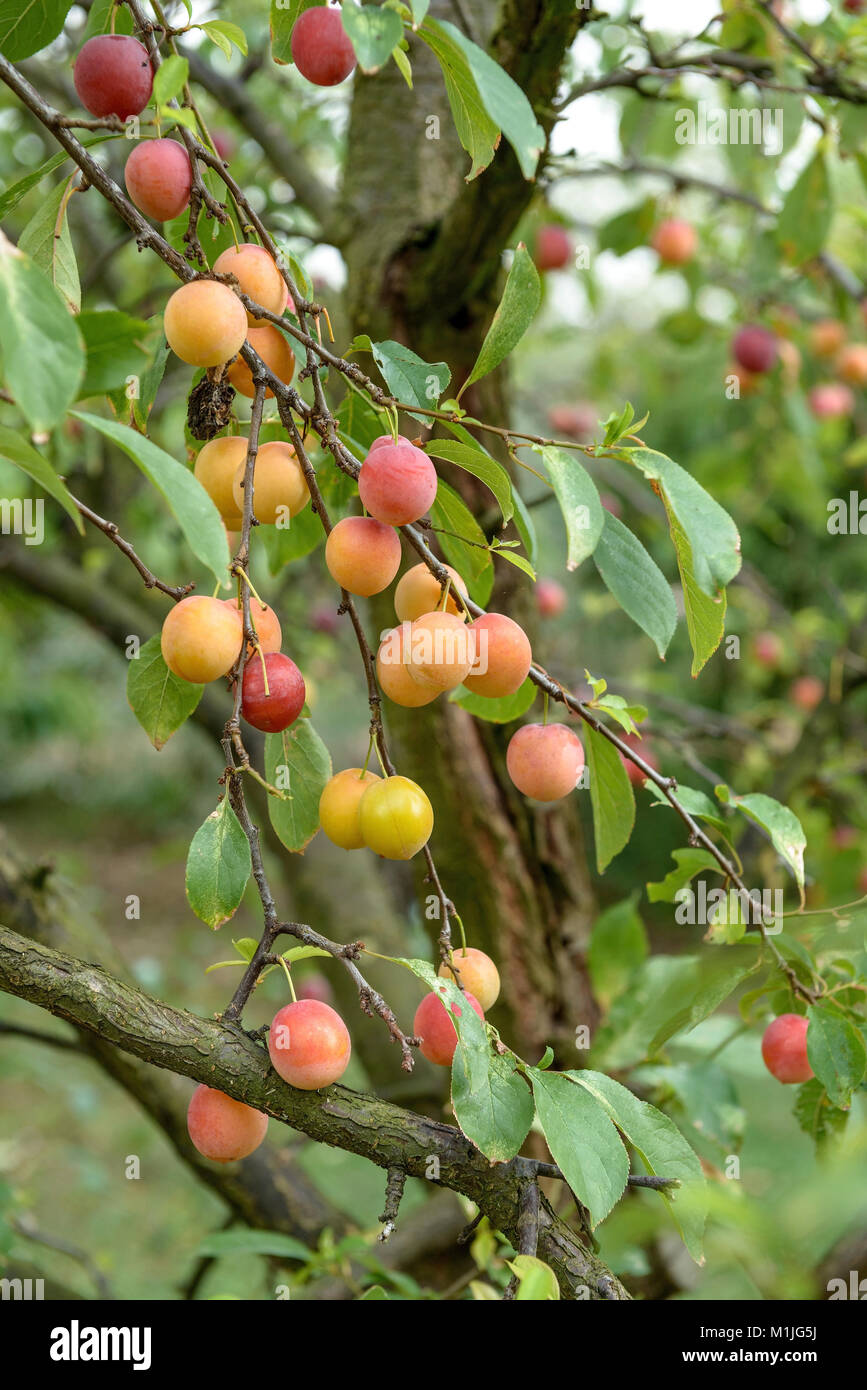Chinese plum (Prunus Sali Cina), Chinesische Pflaume (Prunus salicina) Stock Photo
