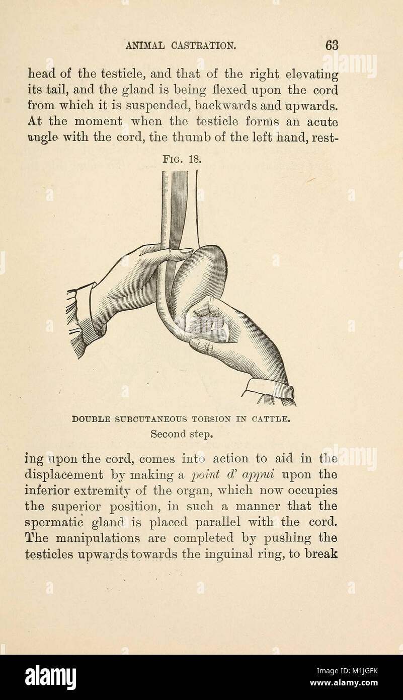 Animal castration (1902) (17575356273 Stock Photo - Alamy