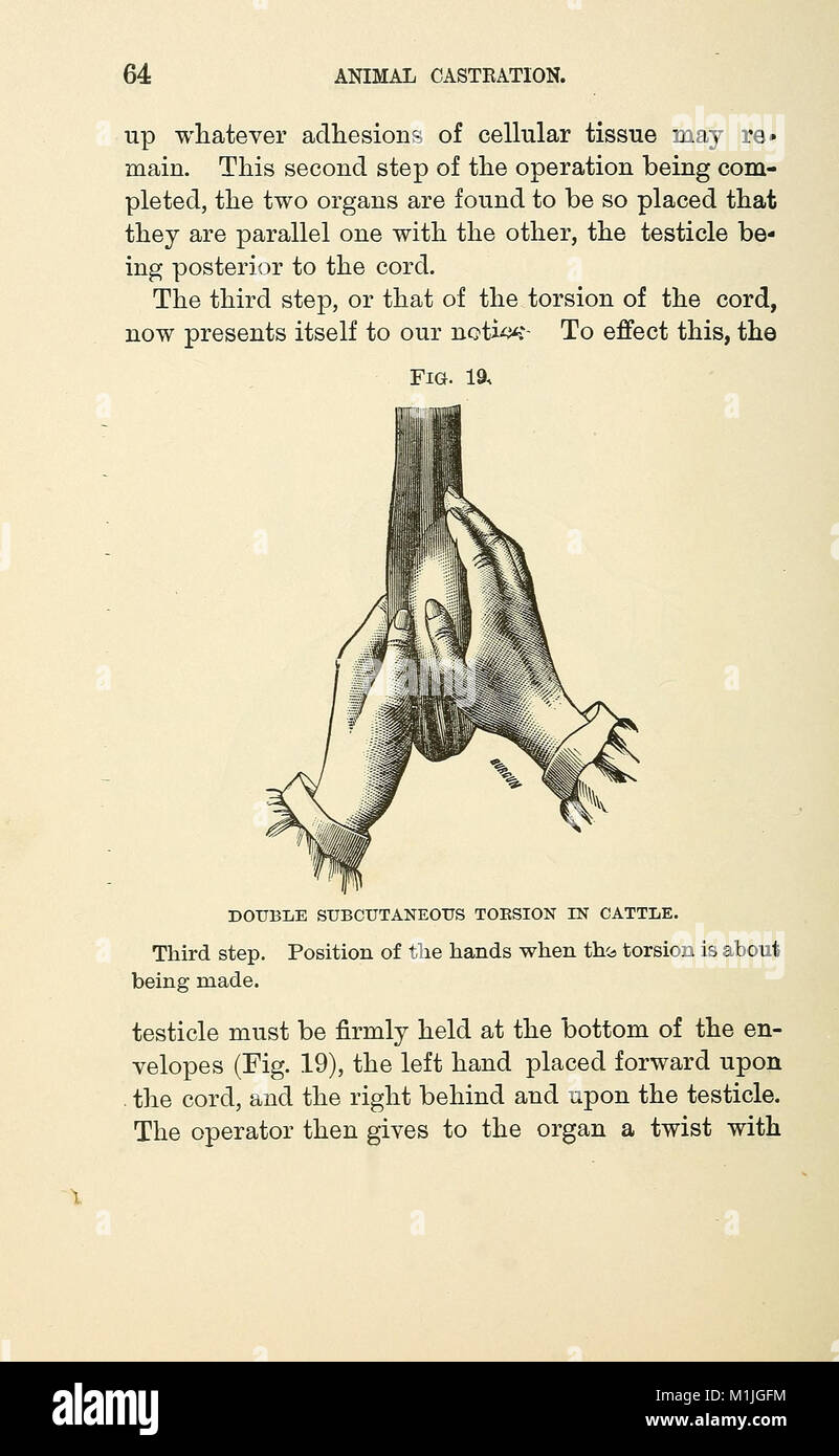 Animal castration (1902) (17575358803 Stock Photo - Alamy