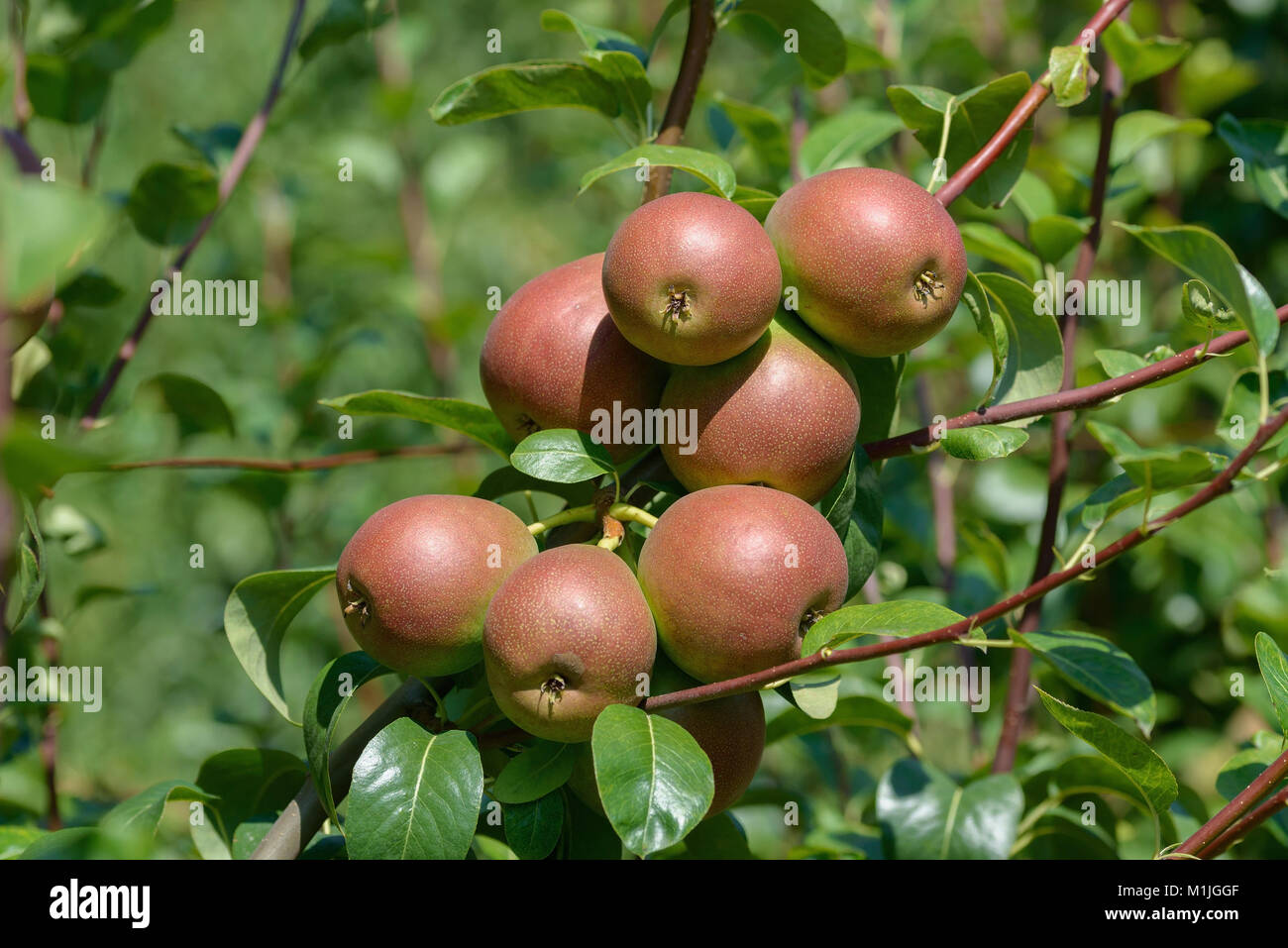 Pear (Pyrus communis north houses winter trout), Birne (Pyrus communis Nordhäuser Winterforelle) Stock Photo