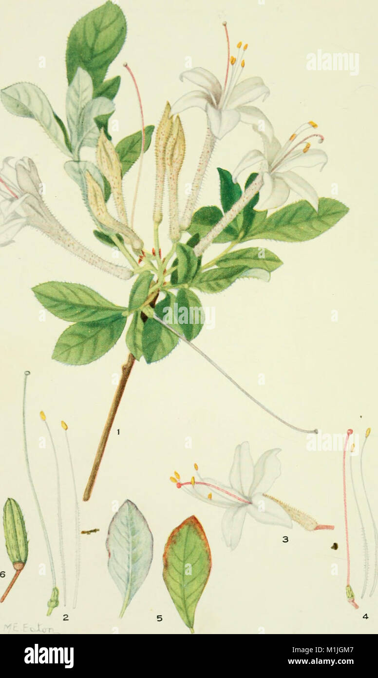 Addisonia series hi-res stock photography and images - Alamy
