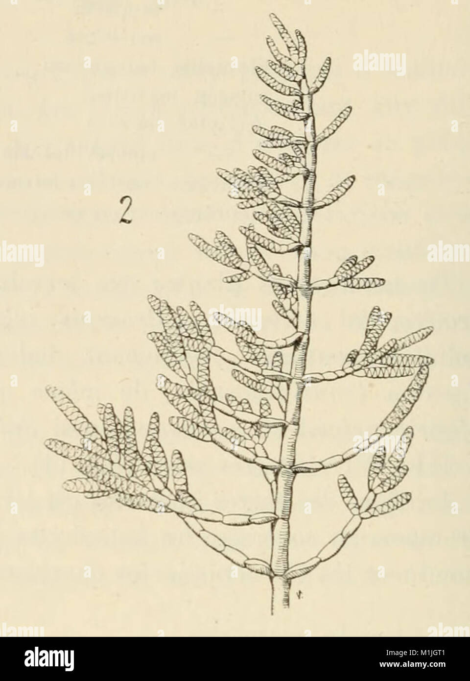 2 Salicornia corticosa, Sarcocornia fruticosa Stock Photo