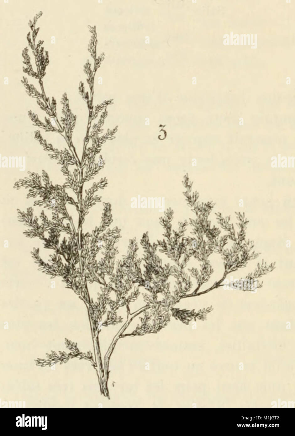 3 Frankenia microphylla Stock Photo