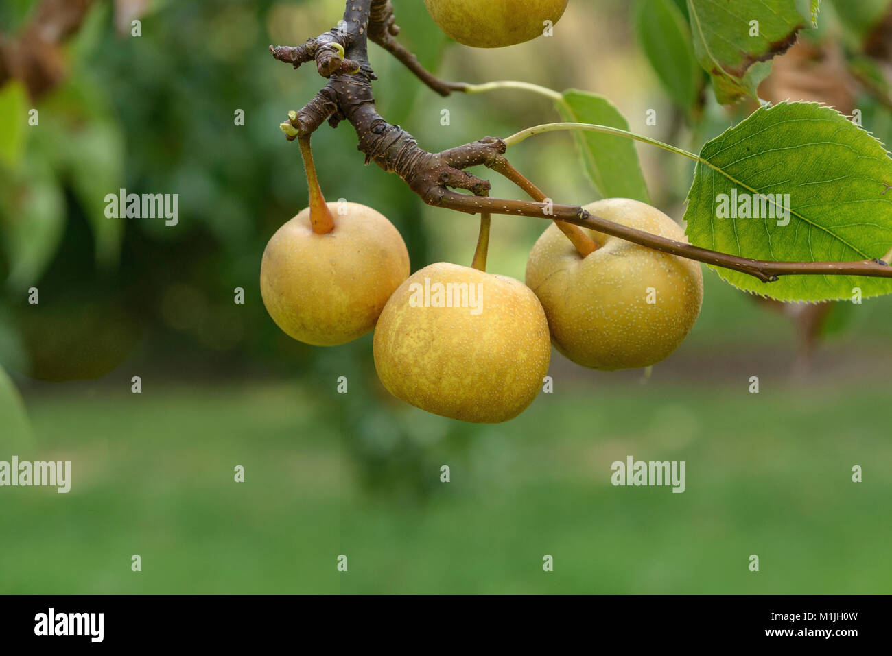 Shinseiki - Pyrus pyrifolia Chojuro - Nashipeer - Fruithof
