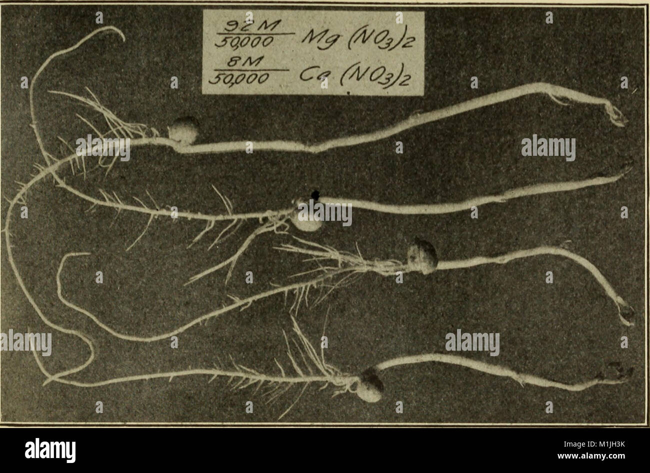 Salt Around Roots Absorption and excretion of salts by roots, as influenced by ...