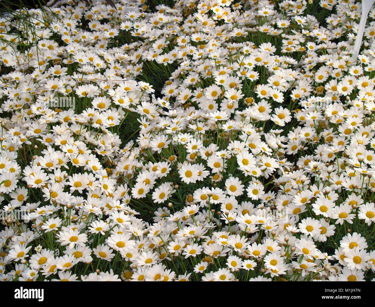 A lot of daisies Stock Photo - Alamy