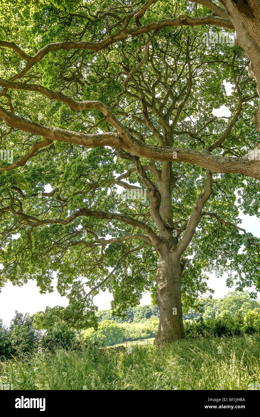 Spanish oak (Quercus x hispanica Lucombeana), Spanische Eiche (Quercus × hispanica Lucombeana) Stock Photo
