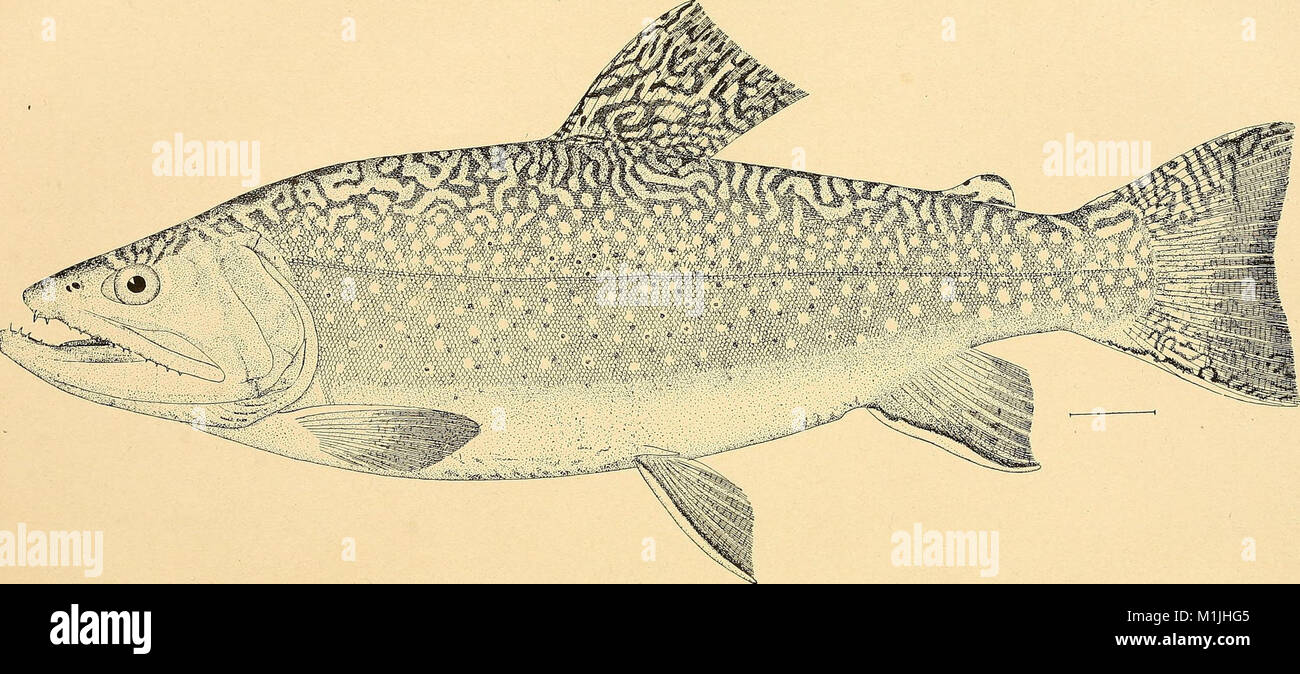 A manual of fish-culture, based on the methods of the United States ...