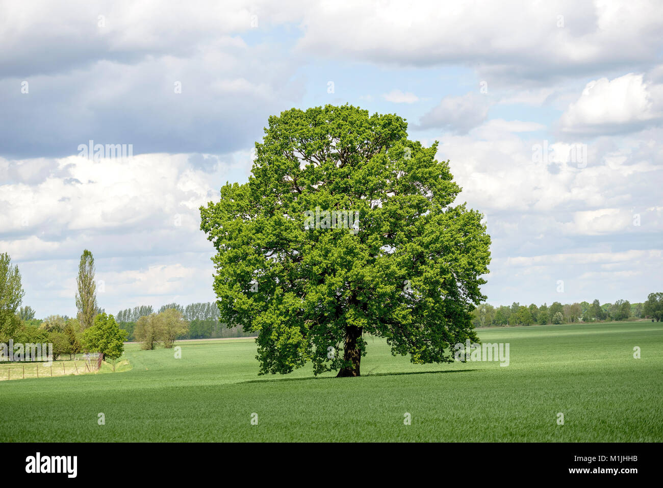 Pedunculate oak (Quercus robur), Stiel-Eiche (Quercus robur) Stock Photo
