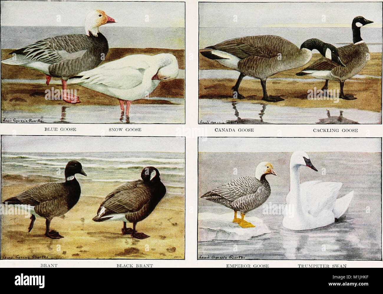 American game birds hires stock photography and images Alamy