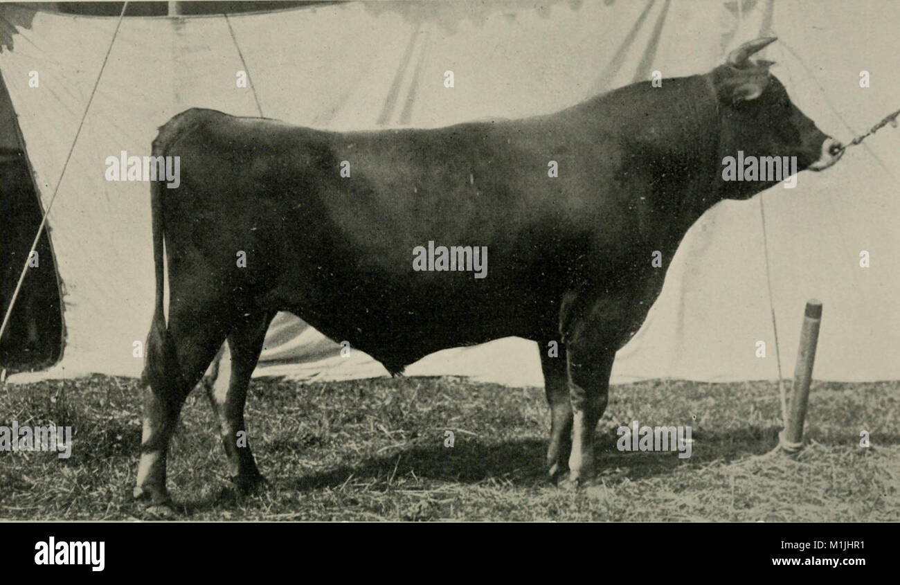 This series of annual reports from 1903 to 1940 outlines the ...