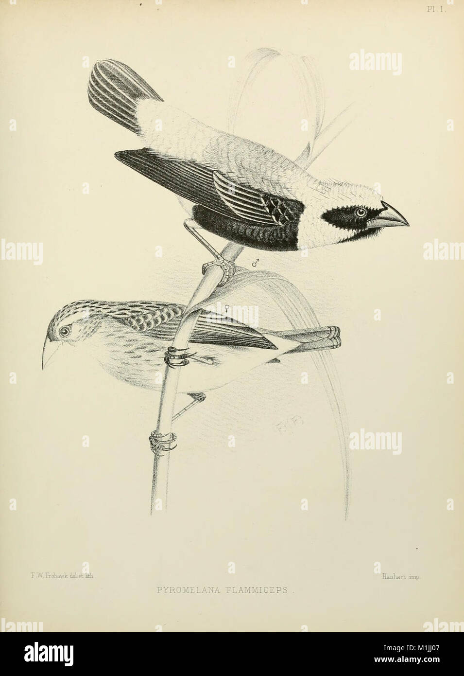 A monograph of the weaver-birds, Ploceidand arboreal and terrestrial ...