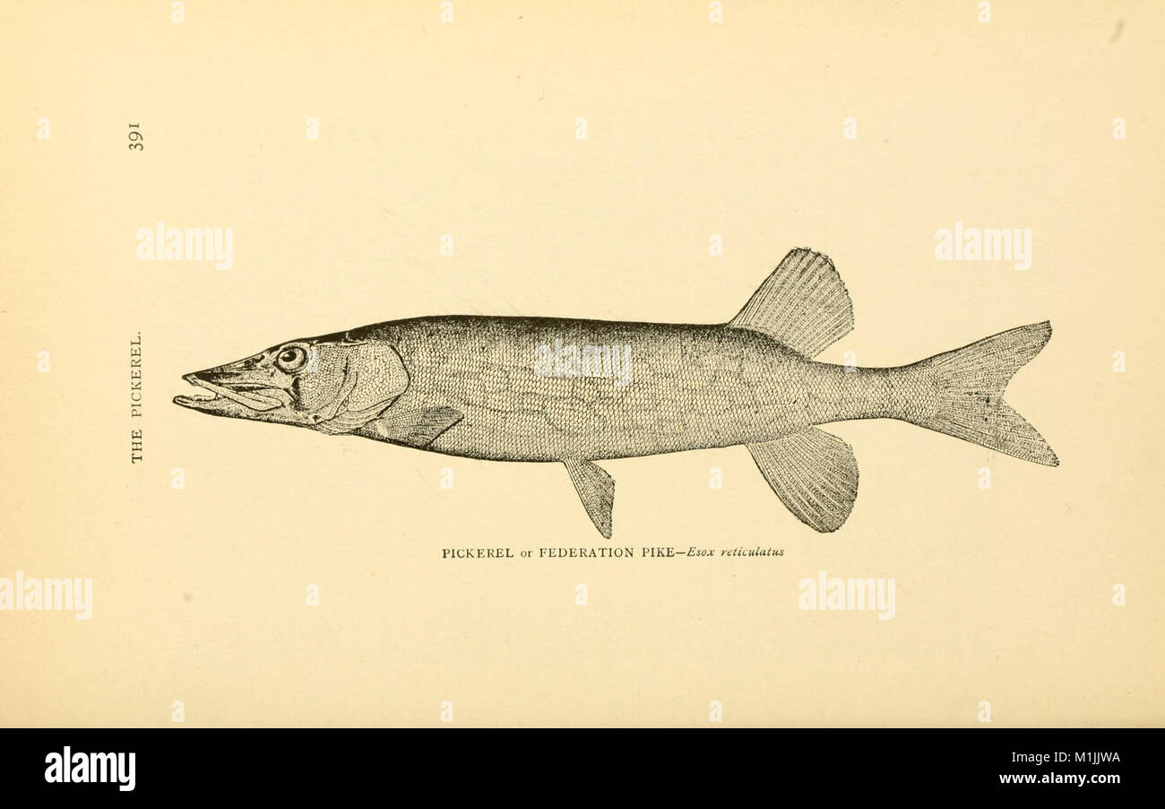 Thorough Fish The 1892 work on American game fishes provides a thorough study of ...