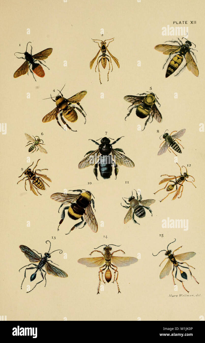 America Insect American insects (1904) (17530729793 Stock Photo - Alamy
