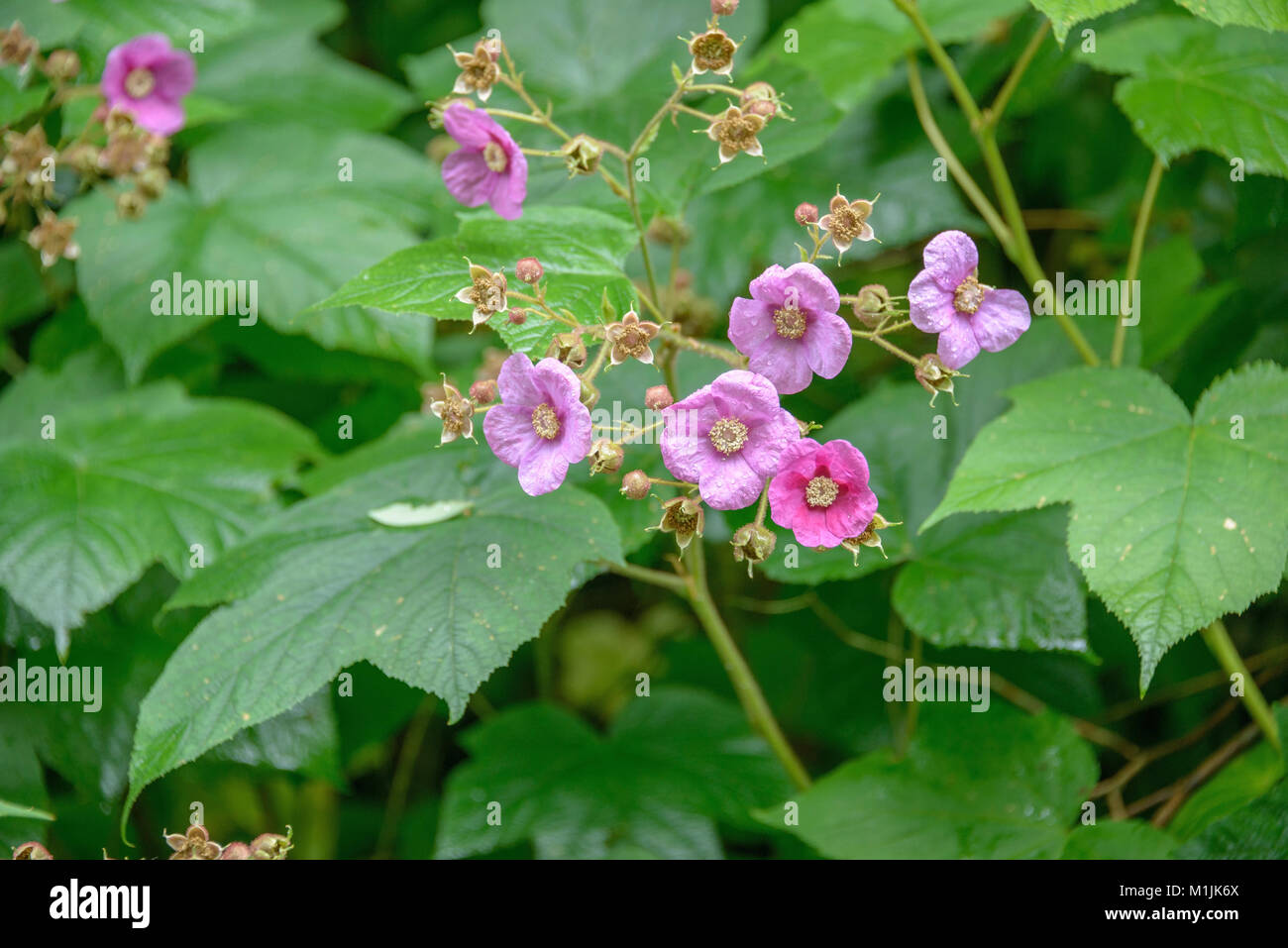 Cinnamon raspberry (Rubus 3782), Zimt-Himbeere (Rubus odoratus) Stock Photo
