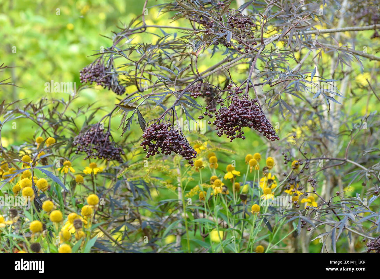 Black Elderberry Moffitt nigra (BLACK LACE), Schwarzer Holunder (Sambucus nigra BLACK LACE) Stock Photo