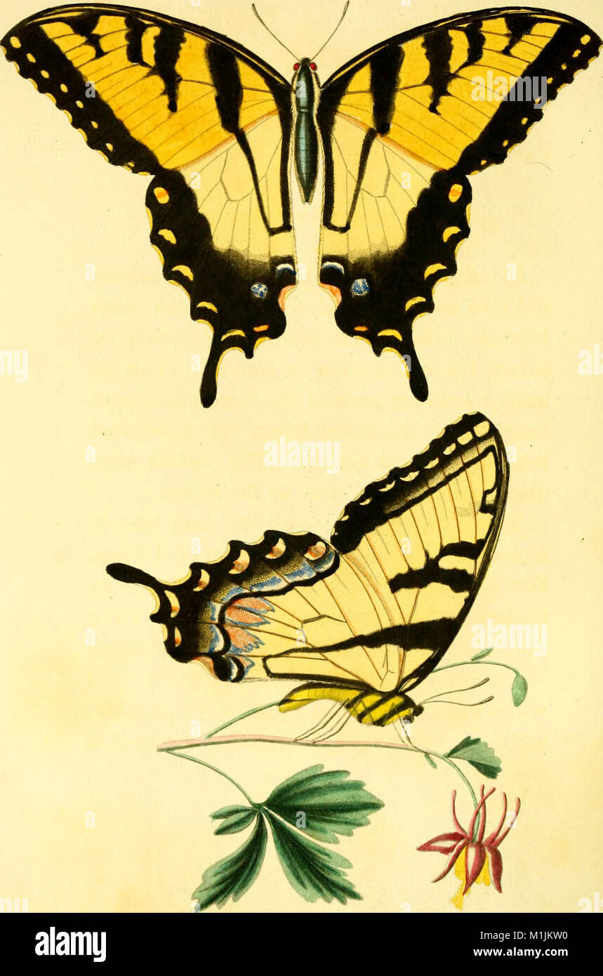 Insect Reference Insects of north america hi-res stock photography and images - Alamy