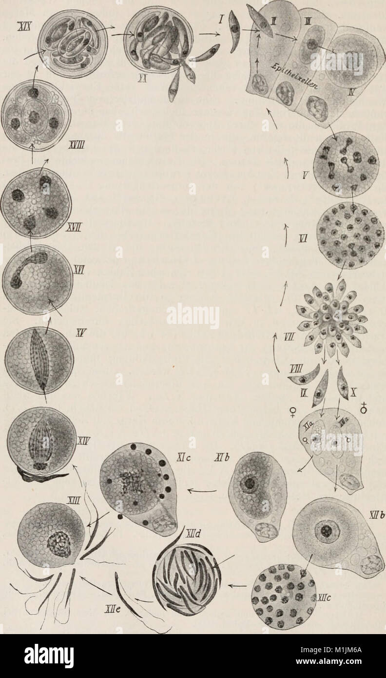 Allgemeine Physiologie; ein Grundriss der Lehre vom Leben (1909) (17489120073) Stock Photo