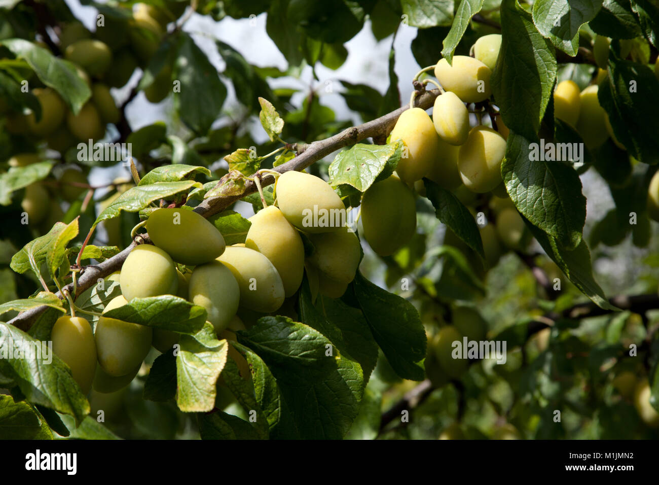 Victoria plum tree hires stock photography and images Alamy