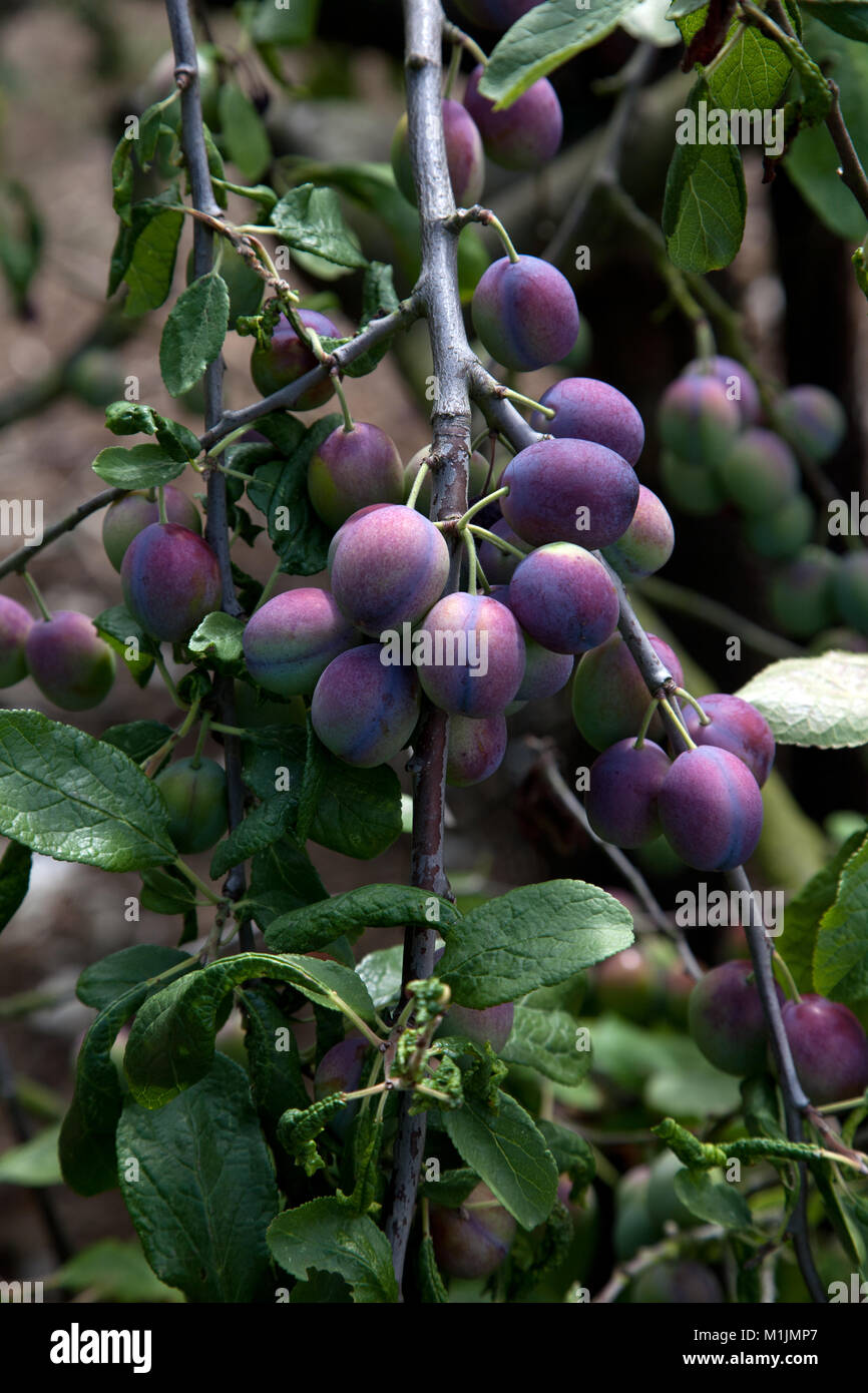 Victoria plum tree hires stock photography and images Alamy