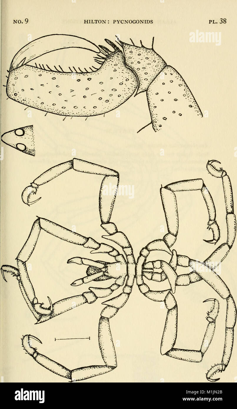 Allan Hancock Pacific expeditions. (Reports) (1938) (17327970914 Stock