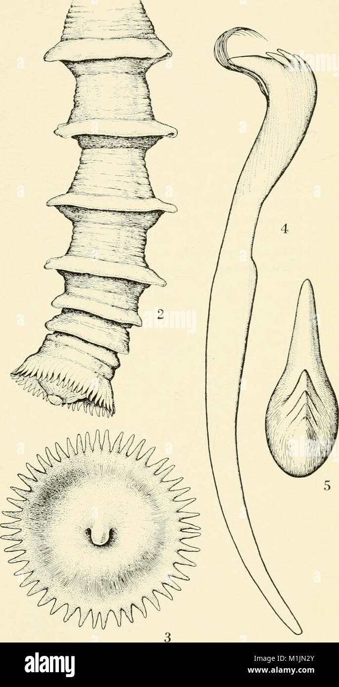 Allan Hancock Pacific expeditions. (Reports) (1961) (17947361282 Stock