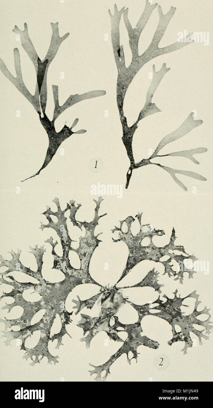 Allan Hancock Pacific expeditions. (Reports) (1945) (17327893614 Stock