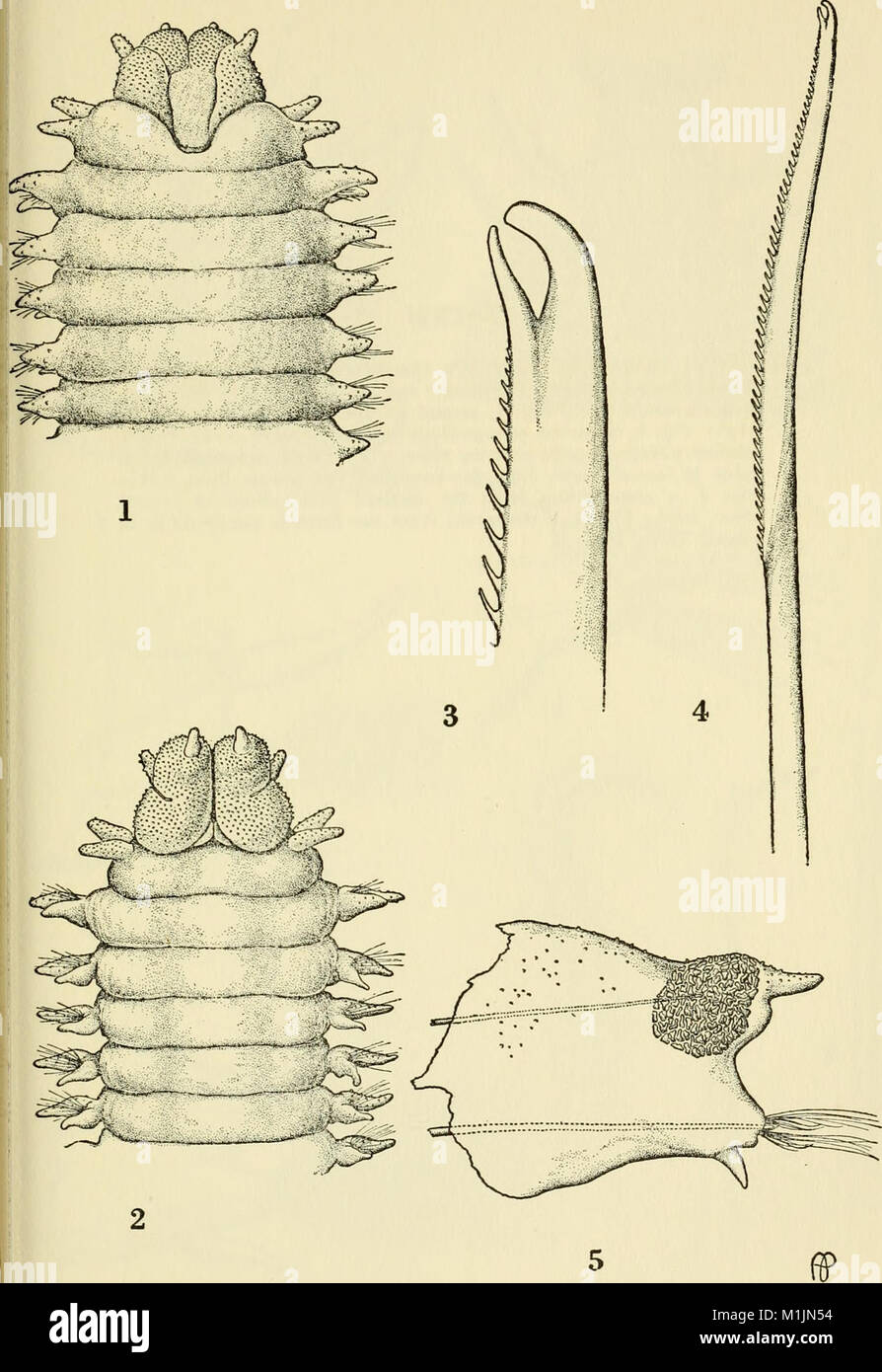 Allan Hancock Pacific expeditions. (Reports) (1944) (17762587108 Stock