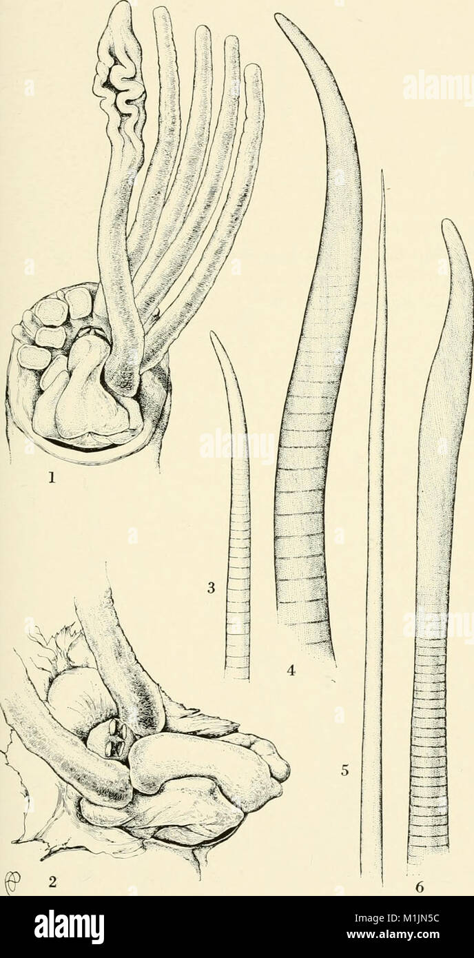Allan Hancock Pacific expeditions. (Reports) (1961) (17951106721 Stock