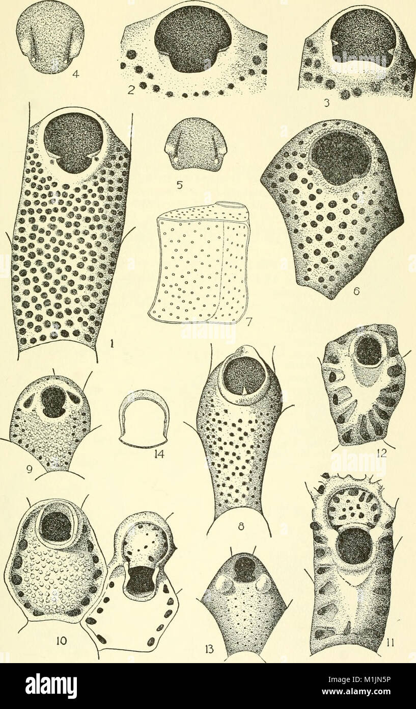 Allan Hancock Pacific expeditions. (Reports) (1943) (17950422325 Stock