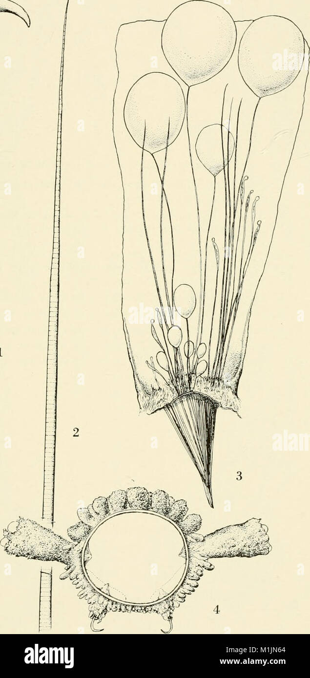 Allan Hancock Pacific expeditions. (Reports) (1961) (17327843194 Stock
