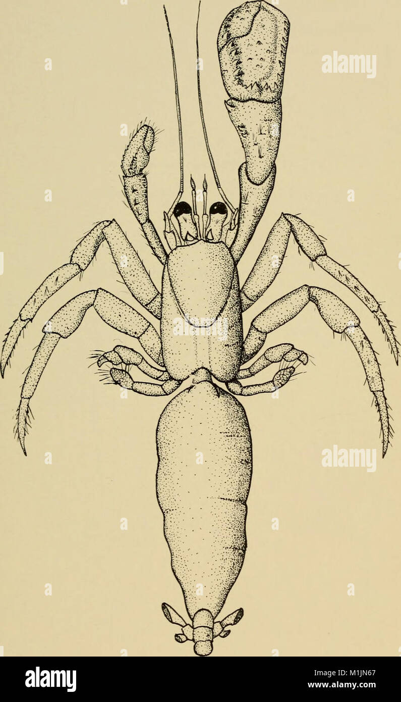 Allan Hancock Pacific expeditions. (Reports) (1954) (17764150279 Stock