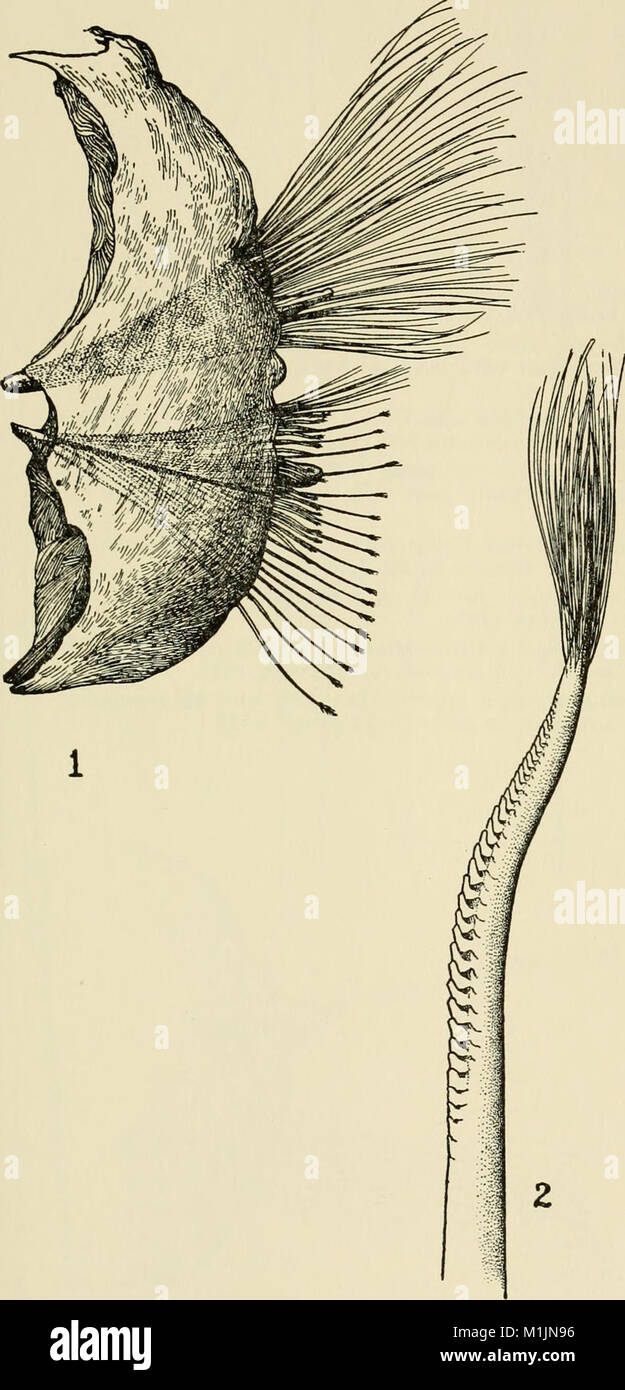 Allan Hancock Pacific expeditions. (Reports) (1950) (17327806204 Stock