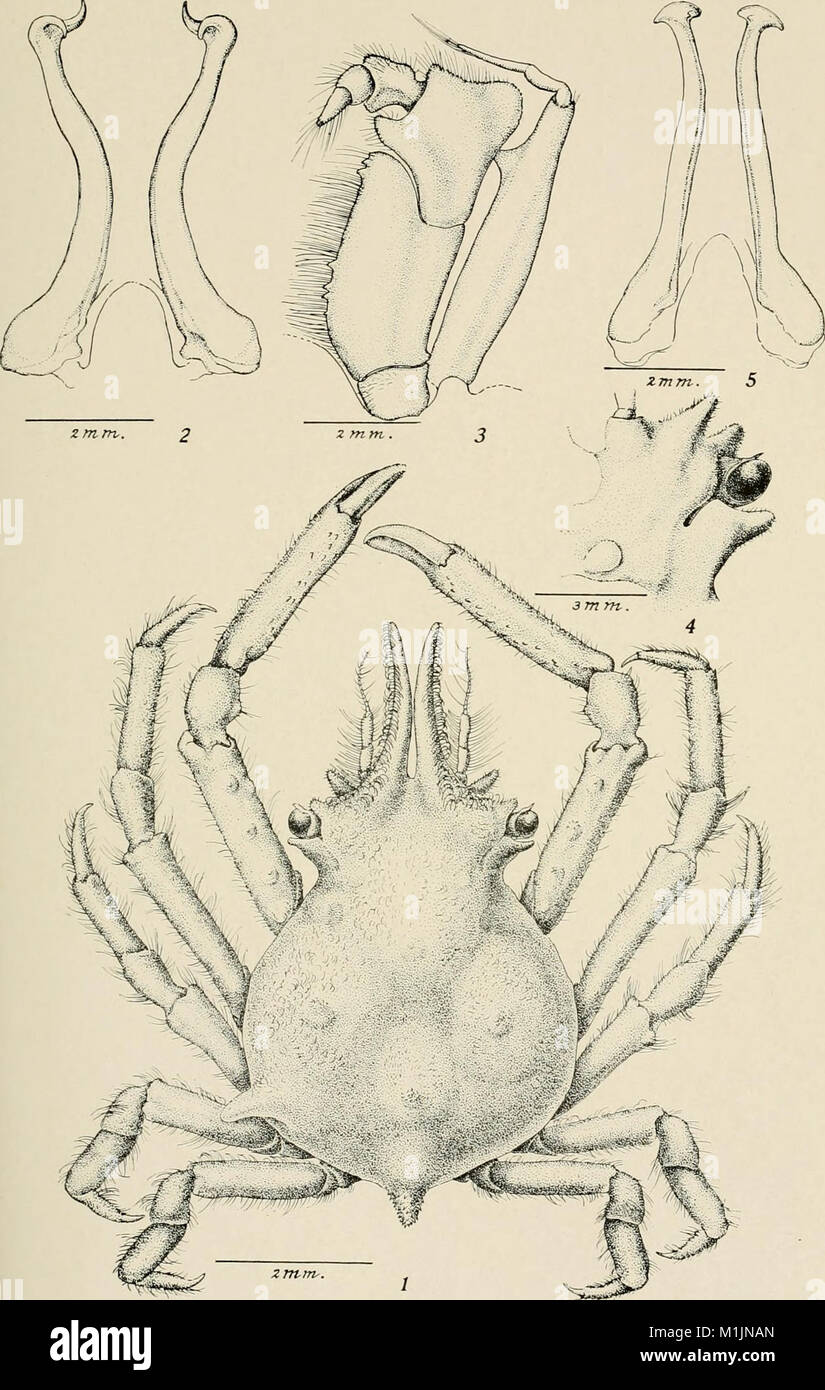 Allan Hancock Pacific expeditions. (Reports) (1938) (17947275172 Stock
