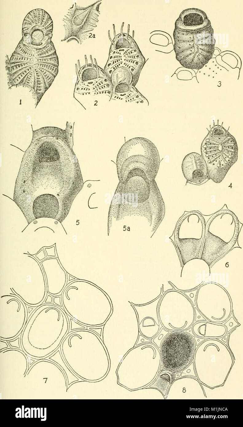 Allan Hancock Pacific expeditions. (Reports) (1943) (17923939286 Stock