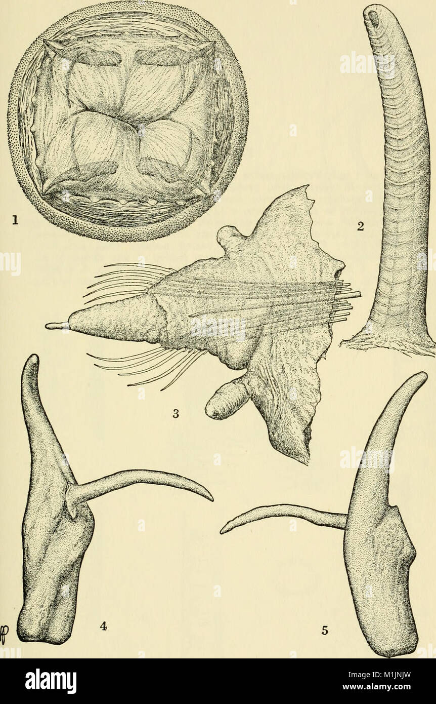 Allan Hancock Pacific expeditions. (Reports) (1950) (17950259495 Stock