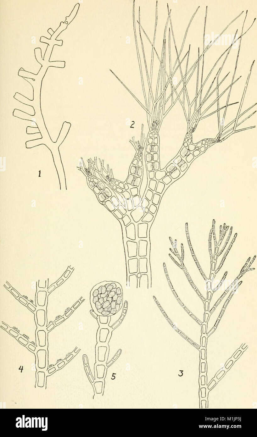 Allan Hancock Pacific expeditions (1936) (17328815184 Stock Photo - Alamy