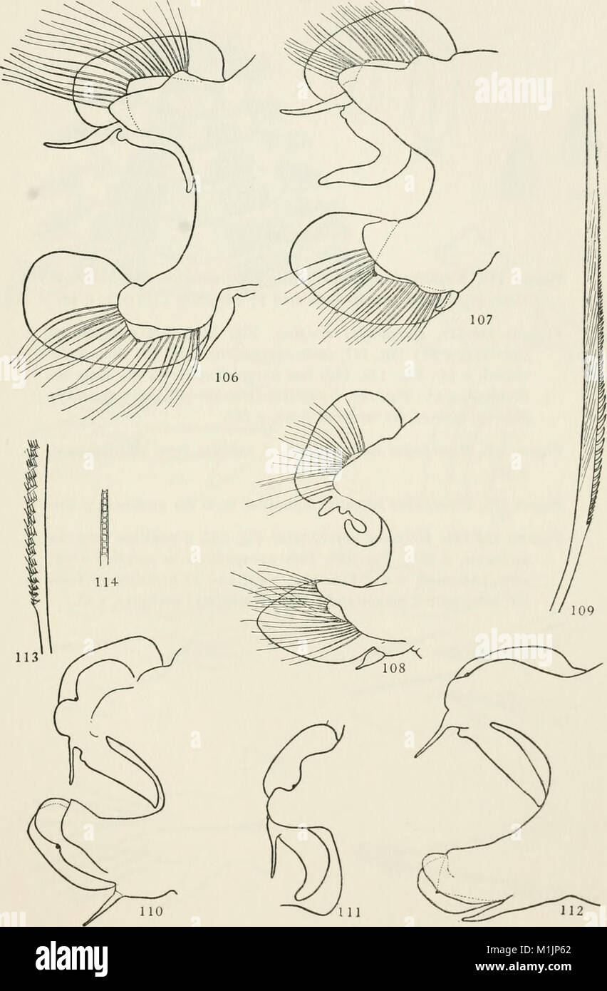 Allan Hancock Pacific expeditions (1939) (17948098112 Stock Photo Alamy