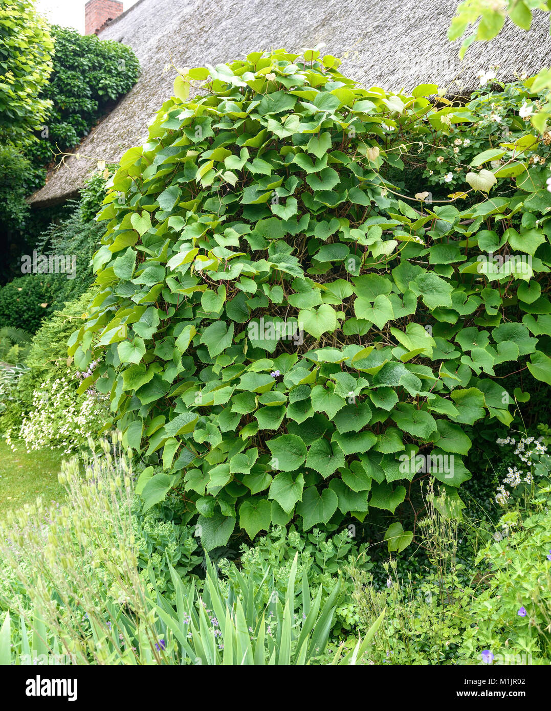 Scarlet Vine (Vitis coignetiae), Scharlach-Rebe (Vitis coignetiae) Stock Photo