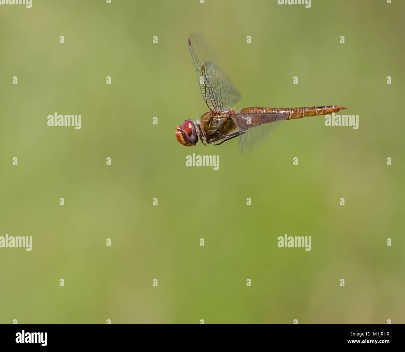 Wandering glider dragonfly in flight Stock Photo