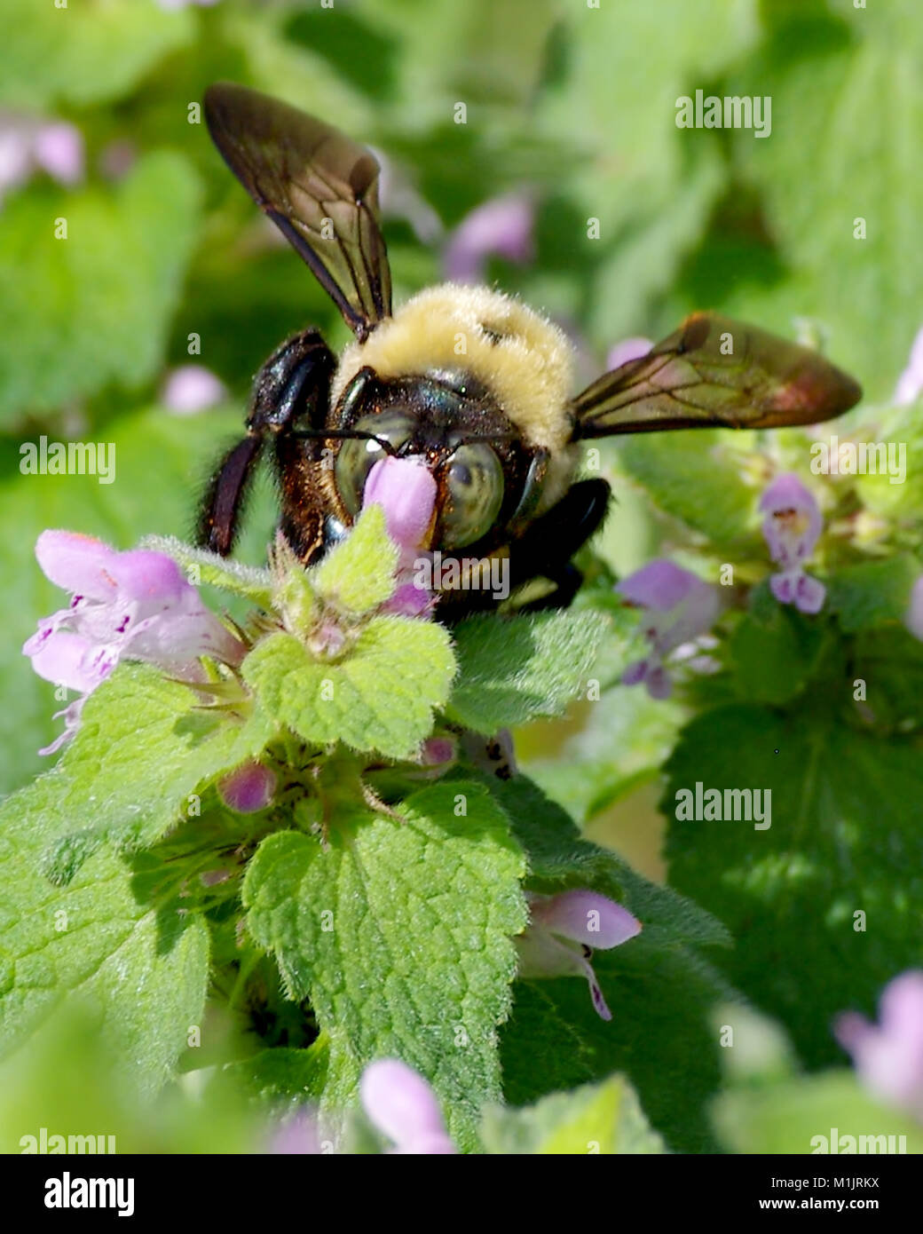 Carpenter bee gathering pollen Stock Photo
