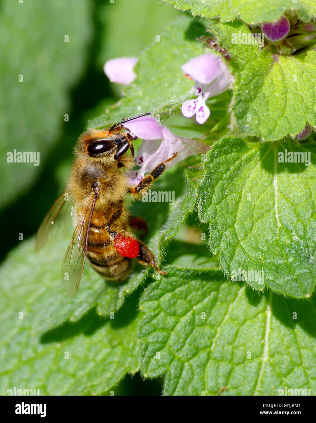 Honey bee gathering pollen Stock Photo