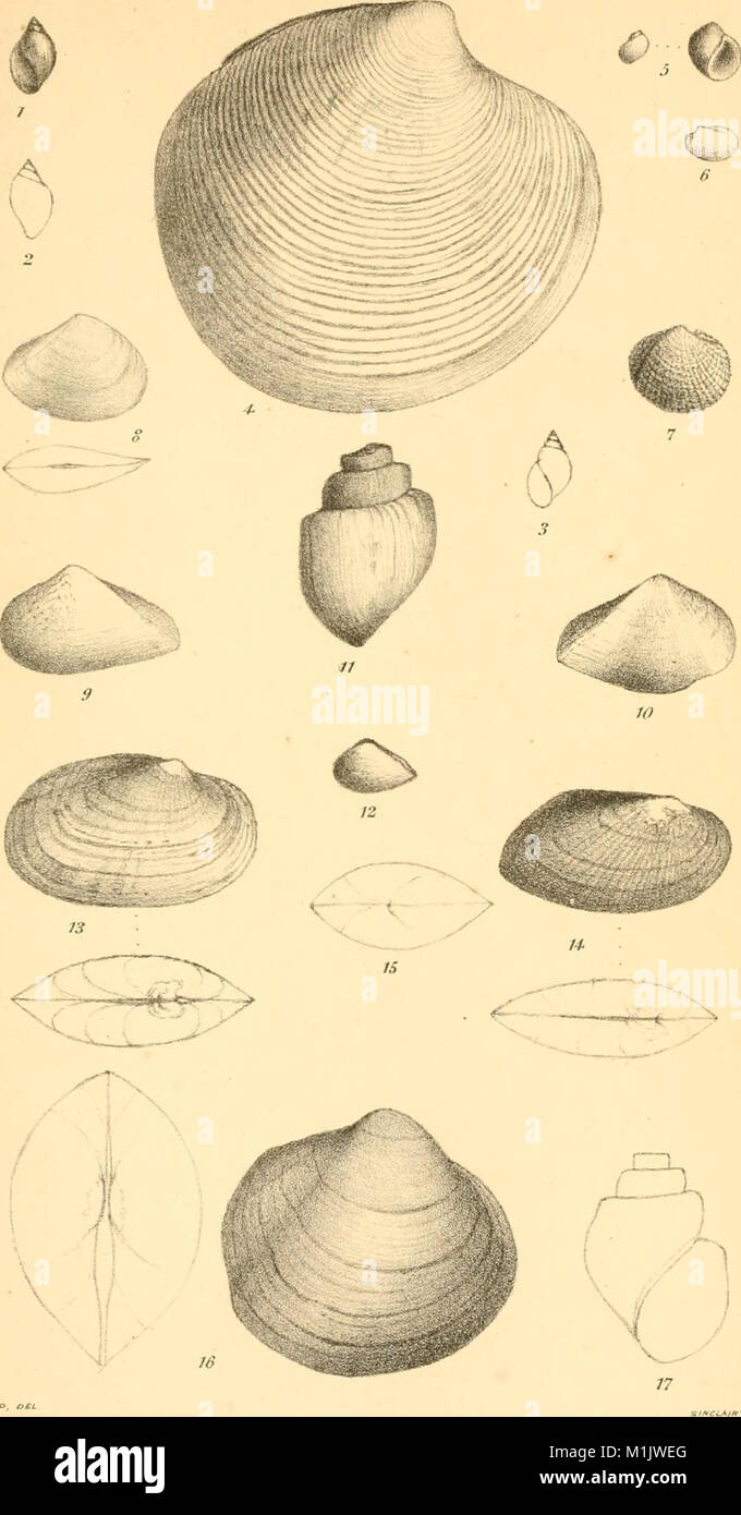 Shell Observations The 1866 American Journal of Conchology is a publication dedicated to ...