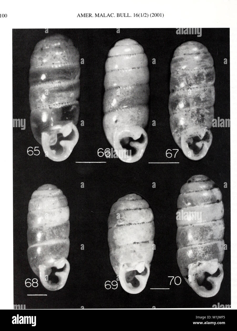 The American Malacological Bulletin from 2001 covers research on ...