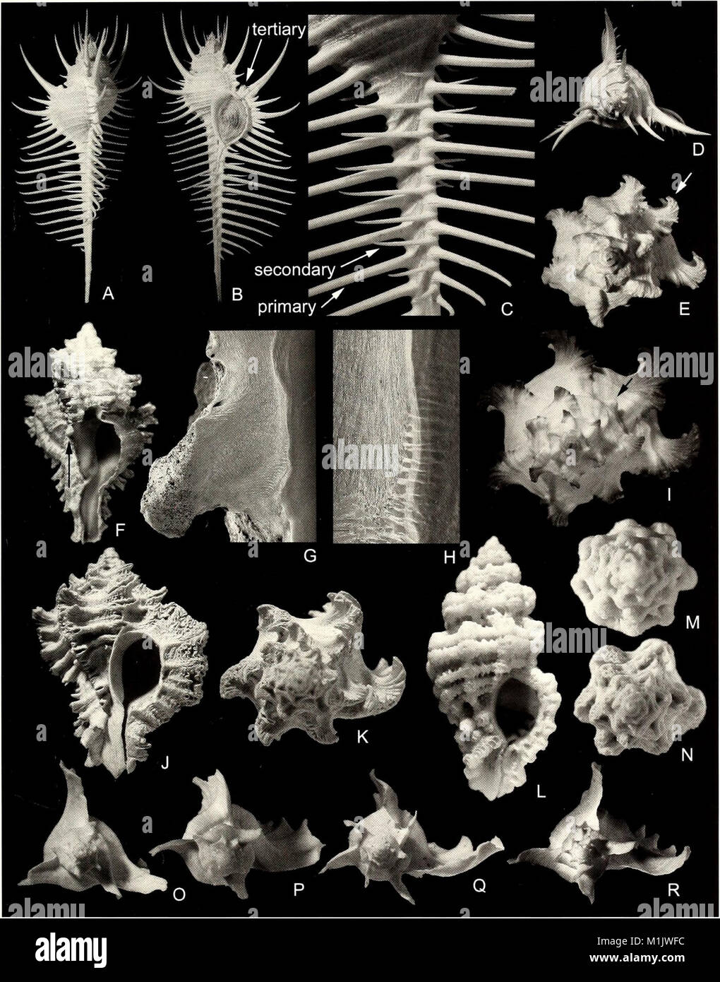 The American Malacological Bulletin, published in 2001, focuses on ...