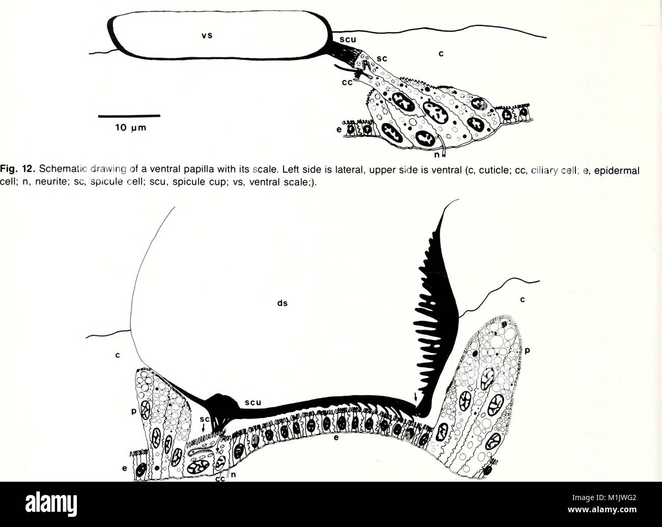 The American Malacological Bulletin, published in 1988, covers research ...